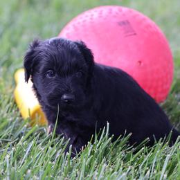 Parker - Black male Whoodle puppy in West Bend, Iowa from Blue Skies Terriers