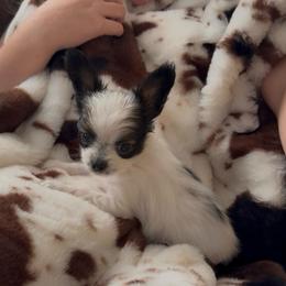 Teddy - White and sable male Papillon puppy in Howe, Oklahoma from Southern Sweet Papillons