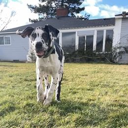 Great Dane Puppies from Phoenix Family Danes