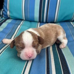 Alan - Blenheim male Cavalier King Charles Spaniel puppy in Avalon Beach, Florida from Cavaliers of Avalon