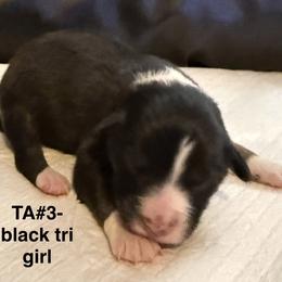 TA3 - Black tri-color female Australian Shepherd puppy in Ada, Ohio from Windy Hill Aussies