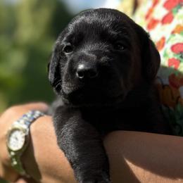 Girl 1 - female Labrador Retriever puppy in Richmond, Maine from King K9 Academy