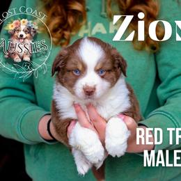 Zion - Red tri-color male Miniature American Shepherd puppy in Ferndale, California from Lost Coast Aussies