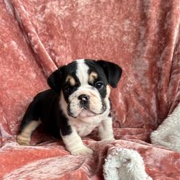 18 line champion Ms Lena ( runt) - Black tri-color female Bulldog puppy in Seattle, Washington from mama Myra bulldogs