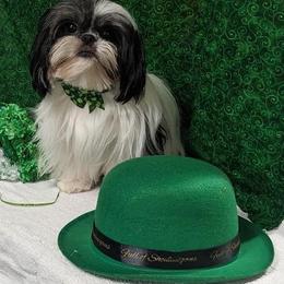 Shih Tzu All Grown Up from Southern Breeze Shihtzus