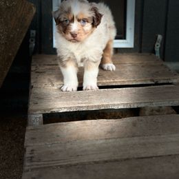 Jack - Red merle Australian Shepherd puppy in Mineral Wells, Texas from A6 Australian Shepards