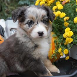 Wolf - Blue merle male Australian Shepherd puppy in Burbank, South Dakota from Dakota Rose Aussies