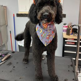 Willow - Goldendoodle