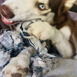 Siberian Huskies from Apple Country Huskies