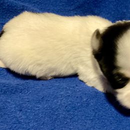 Maltipoo, Morkie, and Yorkipoo Puppies from Danza Bolo