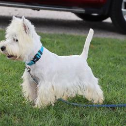 Cairn Terriers and West Highland White Terriers from Linda’s Lovable Pups