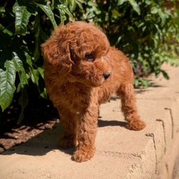 Dorothy Mint Collar Girl - Red  female Poodle puppy in Laveen, Arizona from Neely Family Poodles