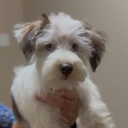 Patches - Parti male Miniature Schnauzer puppy in Glenn Heights, Texas from Marvelous Mannered K9s of Texas