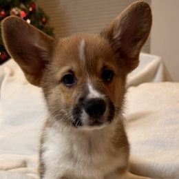 Hades - Pembroke Welsh Corgi puppy from Pordr Corgis