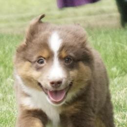 Goldendoodles and Miniature American Shepherds from Coffee Run Spring at Miller Farms