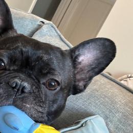 French Bulldogs from Grammer's Southern Breeding