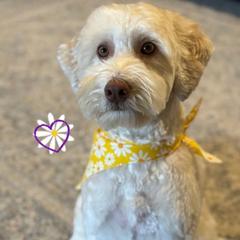 Daisy - Australian Cobberdog