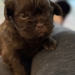 Chili - Chocolate male Shih Tzu puppy in Stafford, Virginia from Bayview Pups