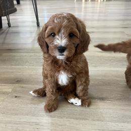 Bowie - Red male Cavapoo puppy in Glendale, Arizona from Dashing Dogs