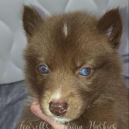 Rebella - Red and white female Siberian Husky puppy in Richland, Mississippi from Feazell’s Siberian Huskies