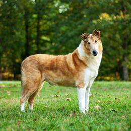 Tristan - Collie