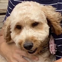 Goldendoodles from Smoker Goldens