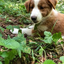 English Shepherd Puppies from LiquidMoon English Shepherds