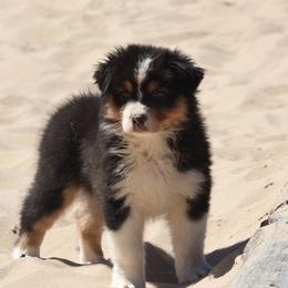 Trophy - Black tri-color female Australian Shepherd puppy in Mendon, Michigan from Lk Michigan BIS Champion Aussies