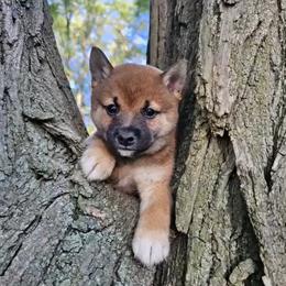 Mochi - Red male Shiba Inu puppy in Carpentersville, Illinois from Veronika's Shiba Inus