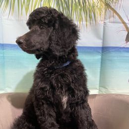 Poodle Puppies from Abbott Standard Poodles