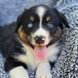 Girl 2 - Black tri-color female Australian Shepherd puppy in New Tazewell, Tennessee from D&D Australian Shepherds