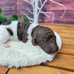 Randy Travis - Phantom male Poodle puppy in Middlebourne, West Virginia from El Silencio Standard Poodles