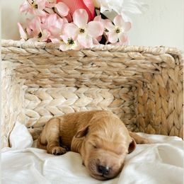 Aussiedoodle and Goldendoodle Puppies from Utah Faith Doodles