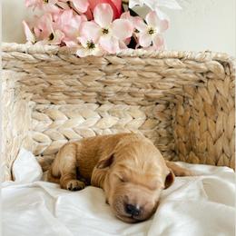 Aussiedoodle and Goldendoodle Puppies from Utah Faith Doodles