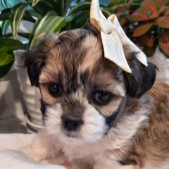 Teal Collar-Tilly - Brown and white female Shichon puppy in Upland, California from IDREAMOFPUPPIES