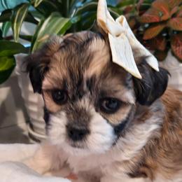 Teal Collar-Tilly - Brown and white female Shichon puppy in Upland, California from IDREAMOFPUPPIES