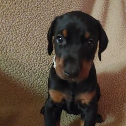 Doberman Pinscher Puppies from Vondalyn Dobermans