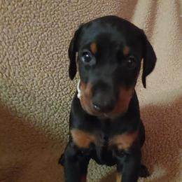 Doberman Pinscher Puppies from Vondalyn Dobermans