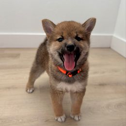 Koya - Red female Shiba Inu puppy in Texas from Sakura Blossom Shibas