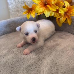 Female 2 - White female Pomsky puppy in Bucyrus, Missouri from Hill Top Pomskies