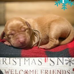 Girl 1 - female Labrador Retriever puppy in Franklin, Virginia from Oak Hollow Retrievers