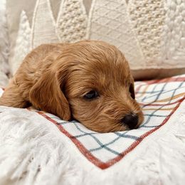 Bernedoodle, Goldendoodle, and Sheepadoodle Puppies from Maplesierradoodles