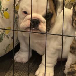 Boy 2 - Red brindle and white male Bulldog puppy in Crane Hill, Alabama from Jetana Bulldogs