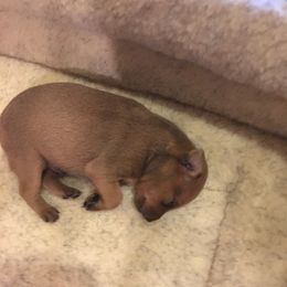 Miniature Pinscher Puppies from RisingStar Miniature Pinschers