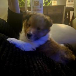 Shetland Sheepdog Puppies from Fawn Lane Shetland Sheepdogs