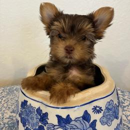 Weston - Chocolate and tan male Yorkshire Terrier puppy in Rising Star, Texas from Phillips Pup House