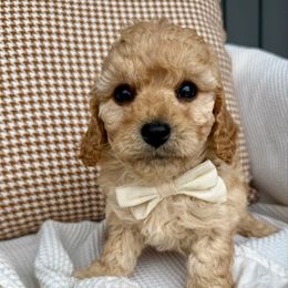 Teddy Brooks - male Cavapoochon puppy in Lucas, Ohio from Apricot Lane Puppy