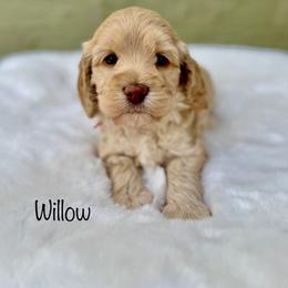 Willow - Apricot female Australian Labradoodle puppy in Morgan Hill, California from Loving Labradoodle
