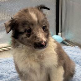 Boy 2 - Blue merle and white male Shetland Sheepdog puppy in Pensacola, Florida from Nancy Barger's Siberian Huskies