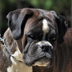 Tori - Boxer